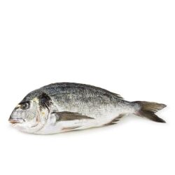 Goudbrasem/Dorade Royal